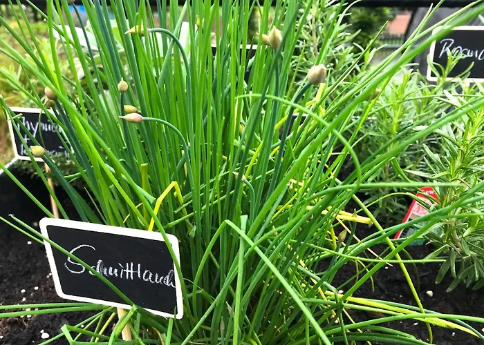 Haus Westfeld 公寓 *